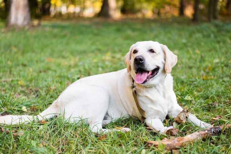 a white-colored Labrador Retriever reclines on grass