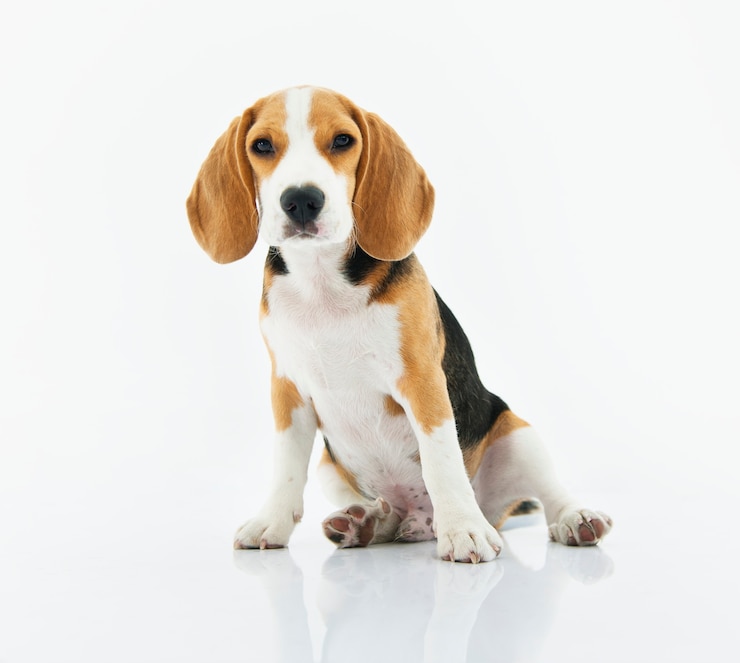 a Beagle