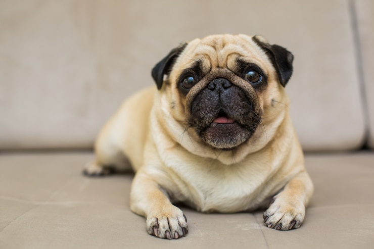a Pug