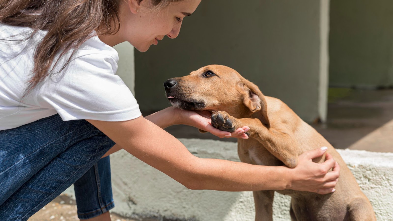 Dog enjoying being pet by woman