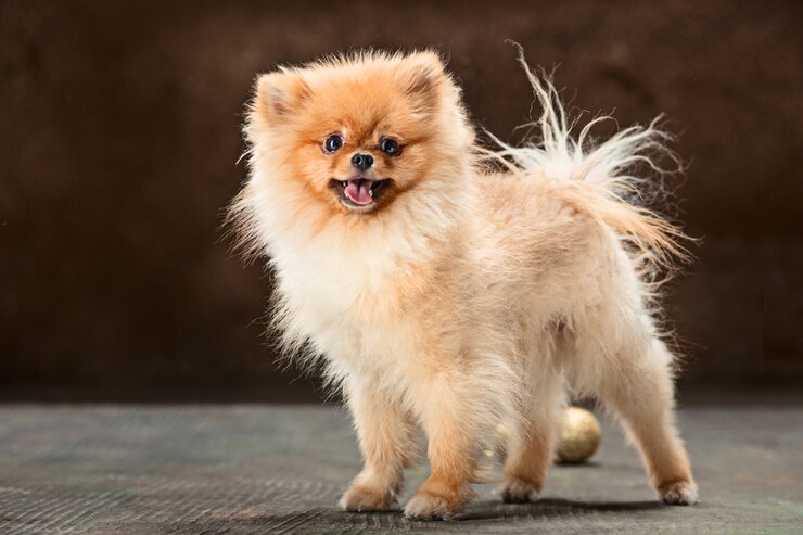 a Pomeranian