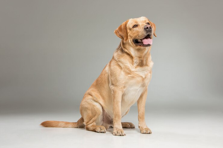 a Golden Retriever