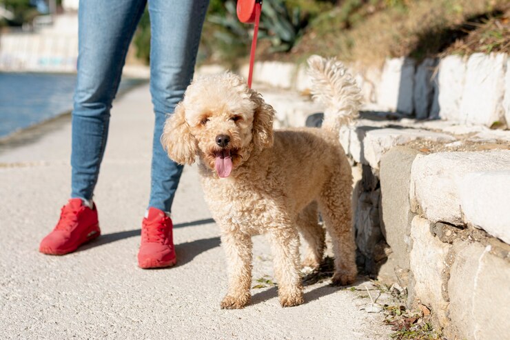 a Poodle