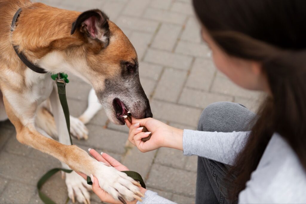 Close up of woman training dog